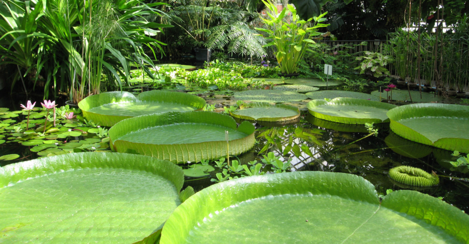 Botanischer-Garten-Victoria-Riesenseerose-Thomas-Bopp