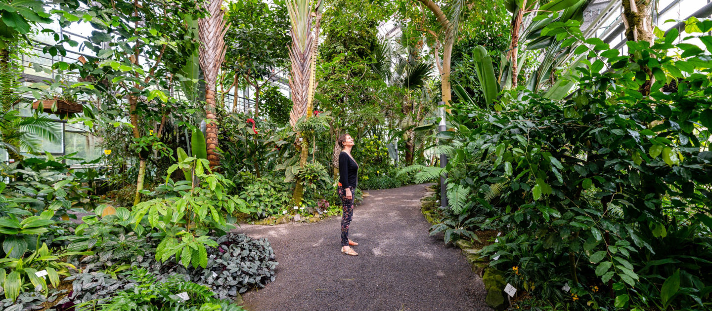 Frau steht auf Weg im Gewächshaus des Botanischen Gartens Jena, umgeben von hohen Palmen und vielfältigen tropischen Pflanzen
