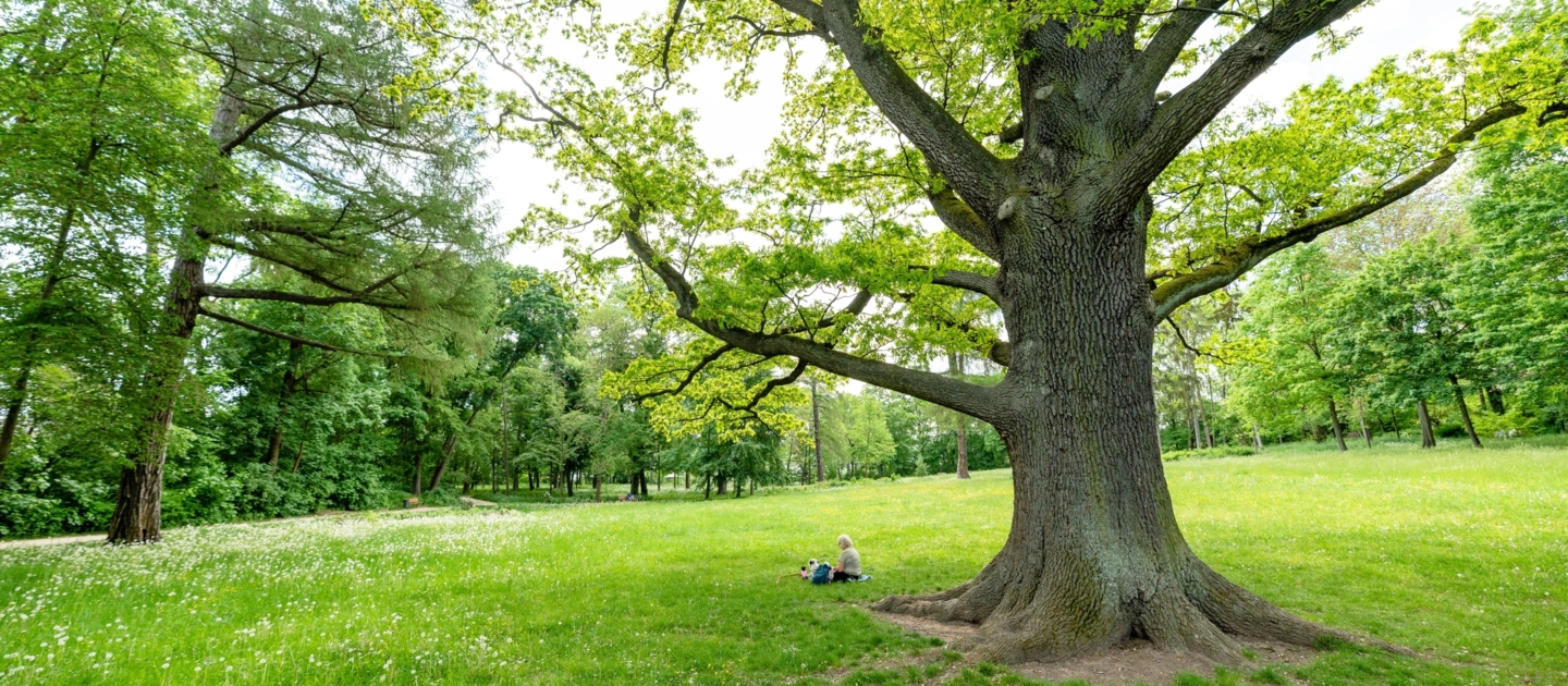 Große Eiche im Drackendorfer Park in Jena mit zwei Personen, die auf der Wiese sitzen