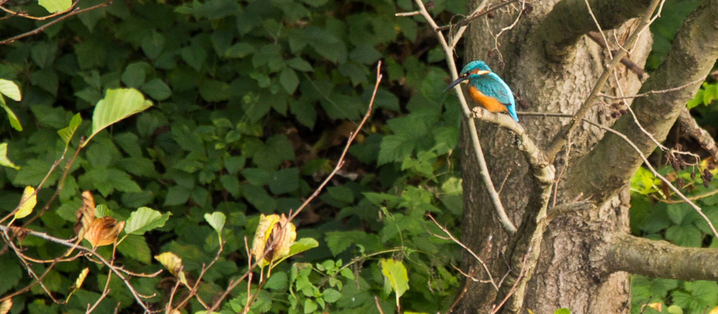 Eisvogel, Jena Burgau