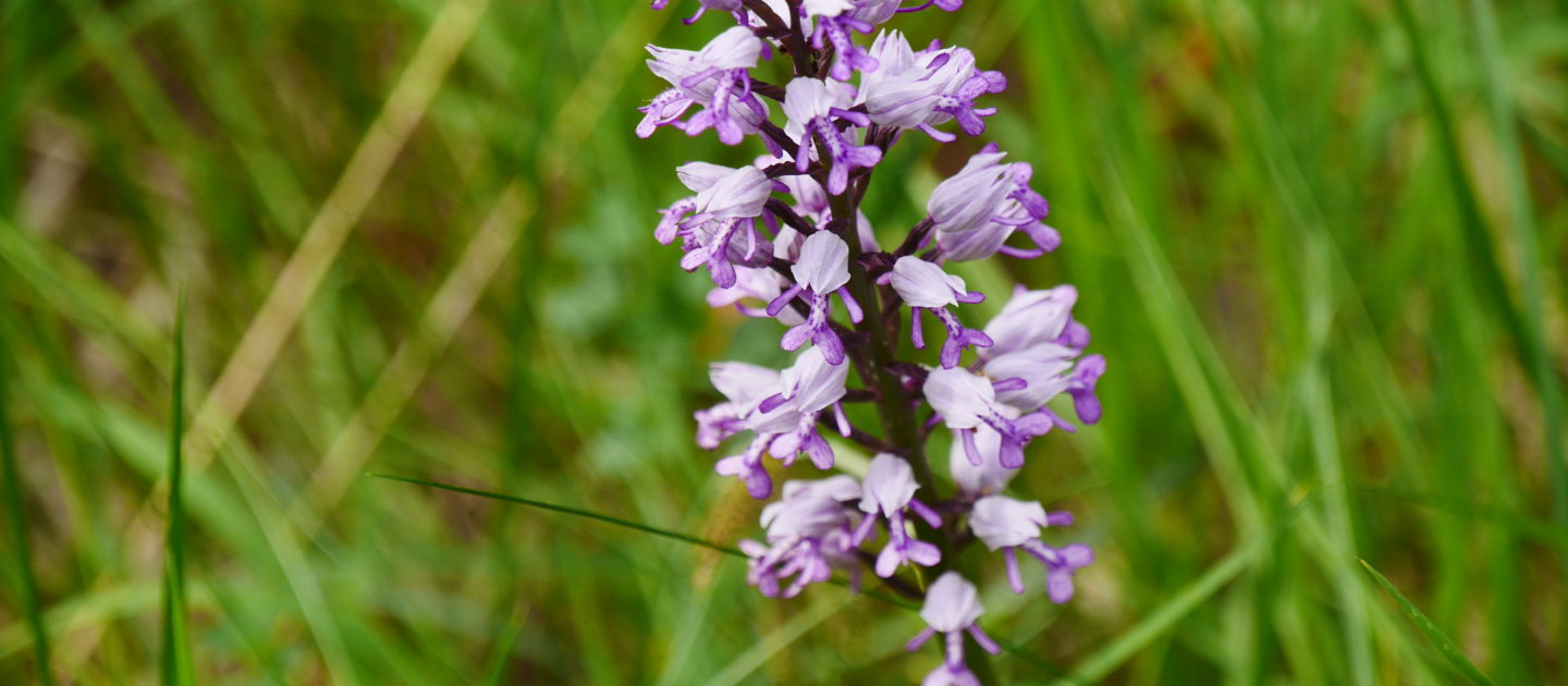 Wandern in Jena, Orchideenwanderung, Geführte Wanderung