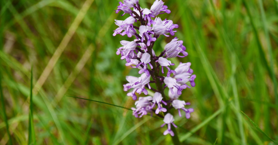 Wandern in Jena, Orchideenwanderung, Geführte Wanderung