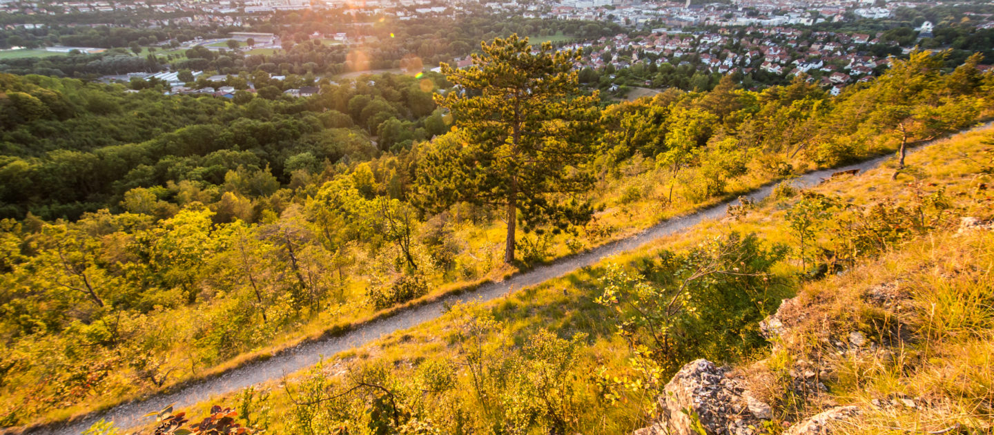 Blick auf den Pfad der Saalehorizontale durch bewaldete Hügel mit der Stadt Jena im Hintergrund bei Sonnenuntergang