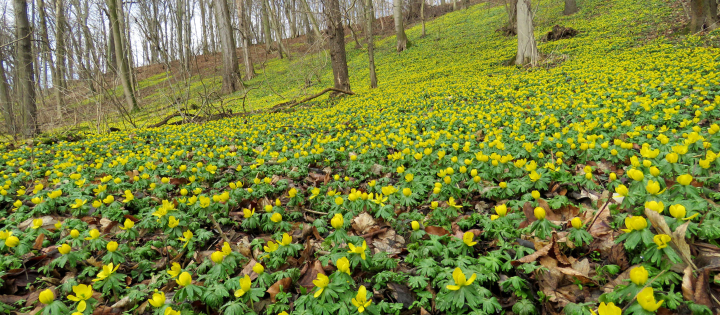 Rundwanderweg Winterlinge Jena, Wandern in Jena