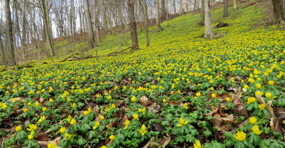 Rundwanderweg Winterlinge Jena, Wandern in Jena