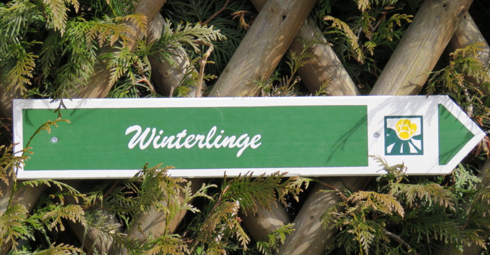 Rundwanderweg Winterlinge, Wandern in Jena, Wandern Frühjahr