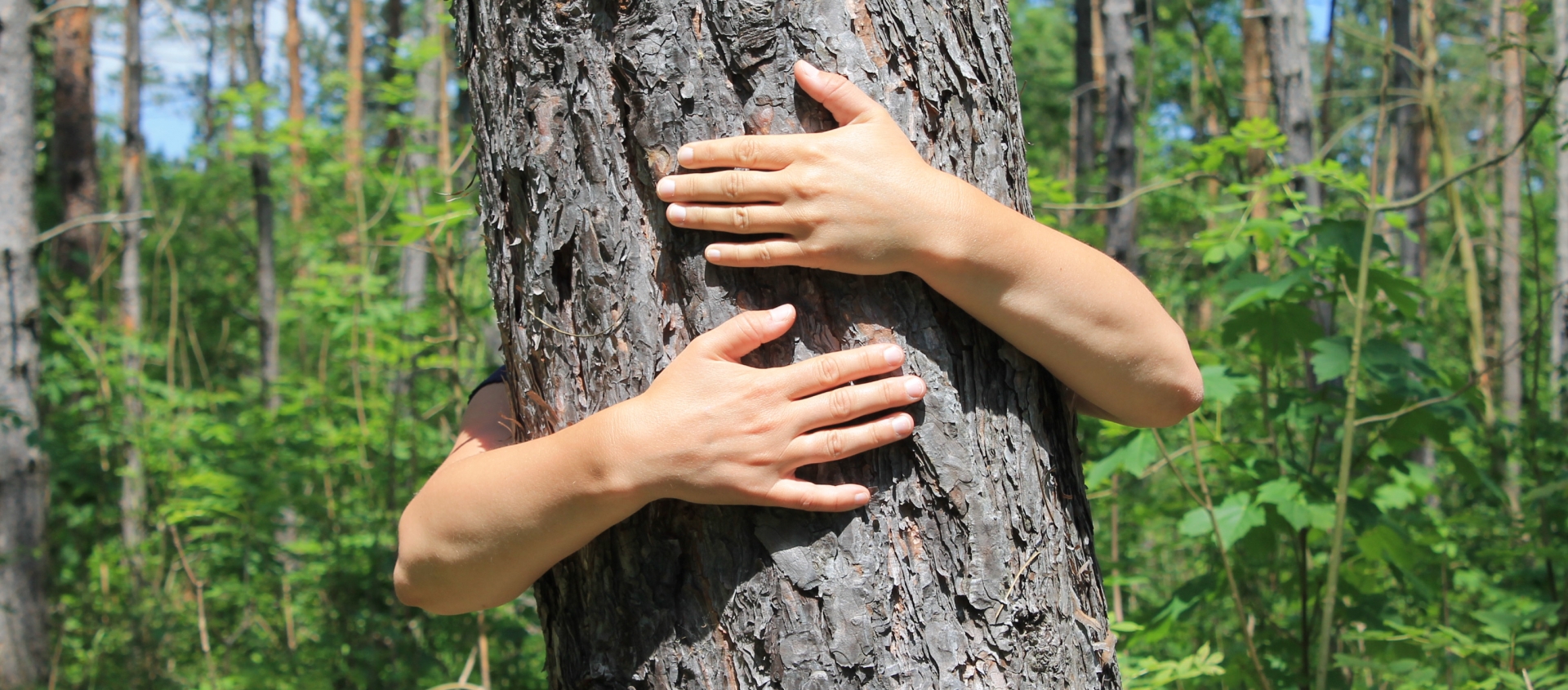 Zwei Arme umschlingen einen Baumstamm im Wald