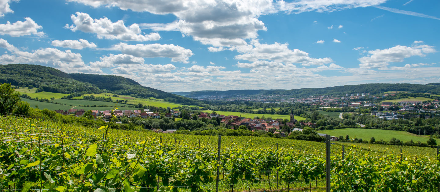Jena, SaaleHorizontale, Weinberg