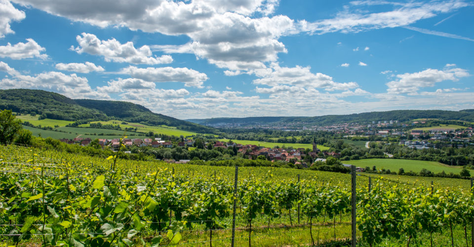 ©JenaKultur Foto C. Häcker Jena, SaaleHorizontale, Weinberg
