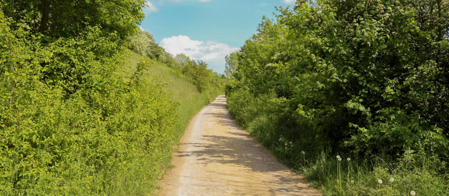 Wanderweg des Napoleonpfads in Jena, umgeben von dichtem grünem Laub und unter blauem Himmel mit weißen Wolken