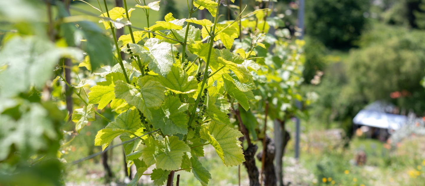 Junger Weinberg in Jena mit grünen Reben und Stützpfählen auf einem sonnigen Hang