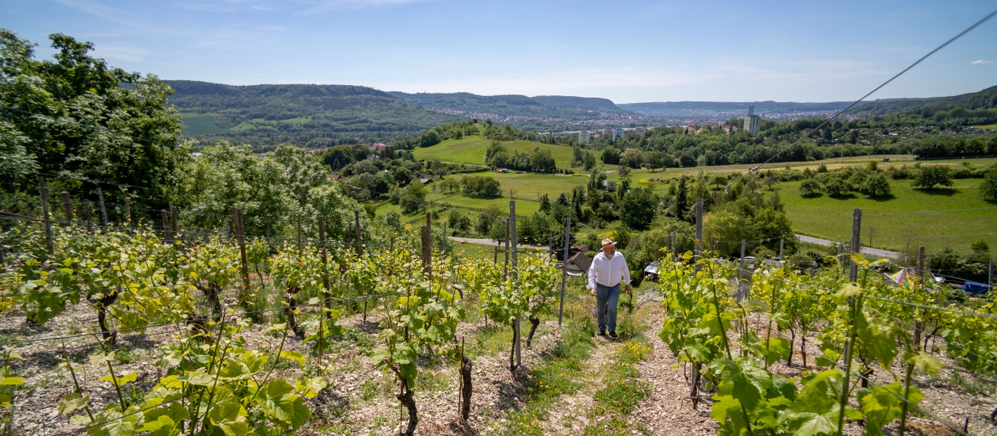 Mann geht durch Weinberg in Jena mit Blick auf grüne Hügel und blauen Himmel