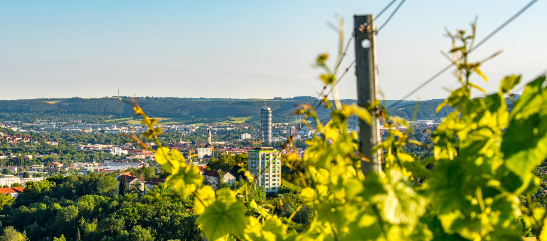 Blick vom Jenaer Käuzchenberg auf die Stadt Jena mit grünen Weinreben im Vordergrund und Stadtgebäuden im Hintergrund
