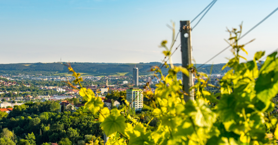 Blick vom Jenaer Käuzchenberg auf die Stadt Jena mit grünen Weinreben im Vordergrund und Stadtgebäuden im Hintergrund