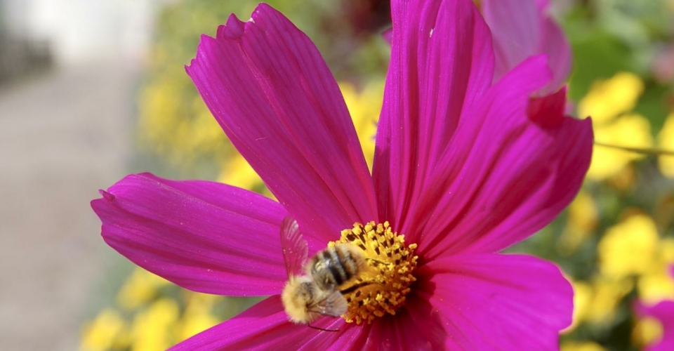 Biene auf Blume_Martin_Heinrich_web