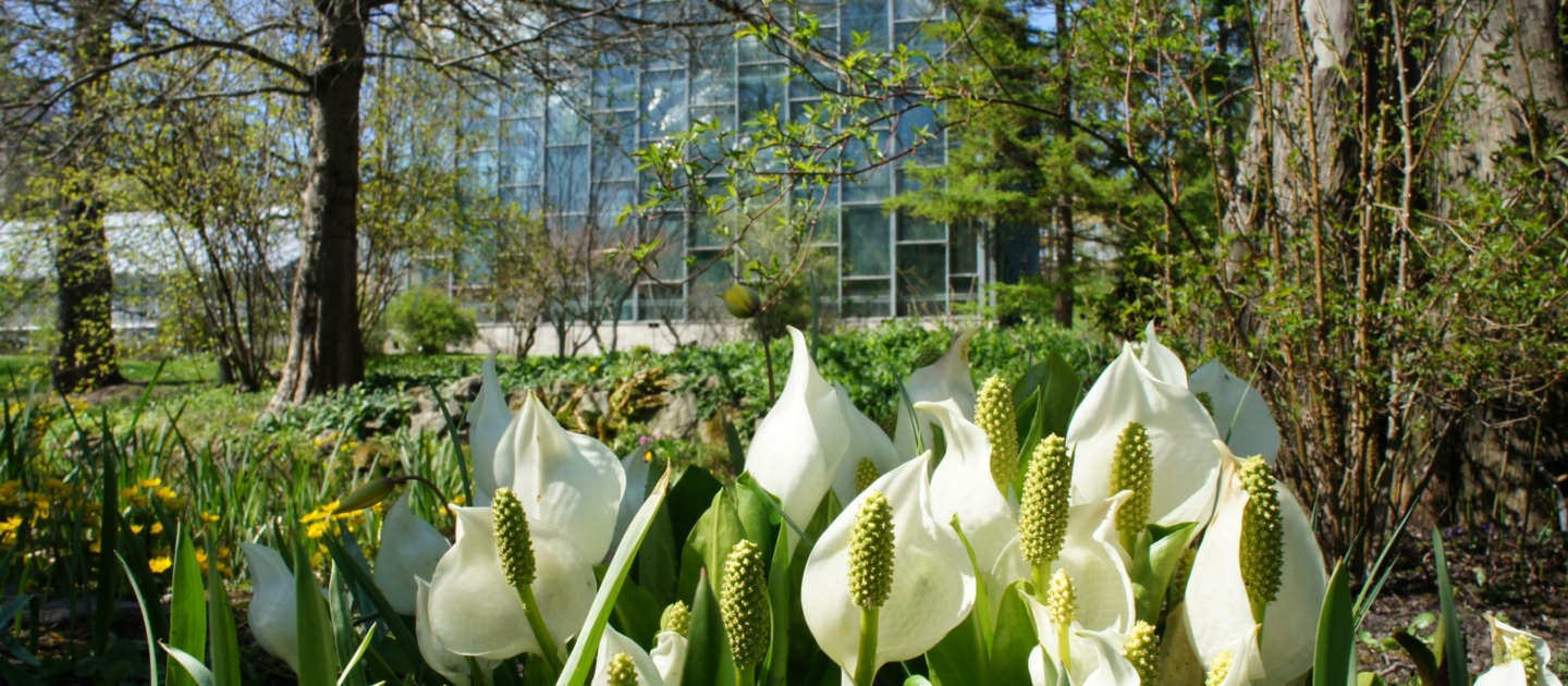 Weiße Blüten einer Gruppe von Aronstabpflanzen vor einem Glashaus im Botanischen Garten in Jena