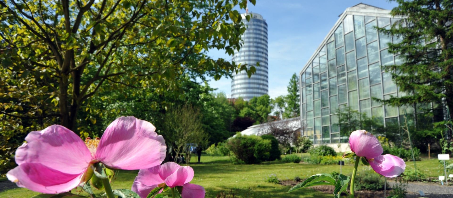 Blühende rosa Blumen im Vordergrund des Botanischen Gartens in Jena mit Gewächshaus und dem JenTower im Hintergrund