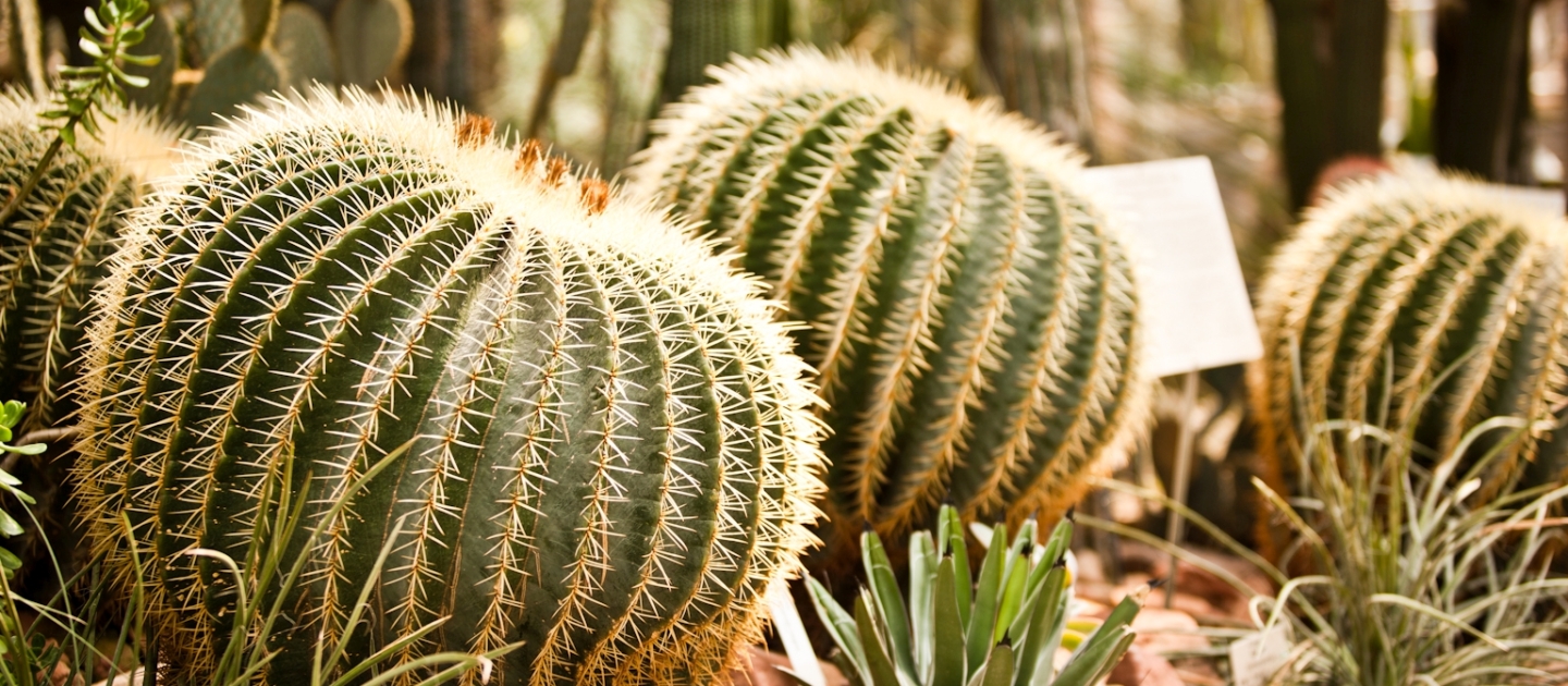 Zwei kugelförmige Kakteen mit langen Dornen im Botanischen Garten in Jena, umgeben von weiteren Kakteen und Pflanzen.