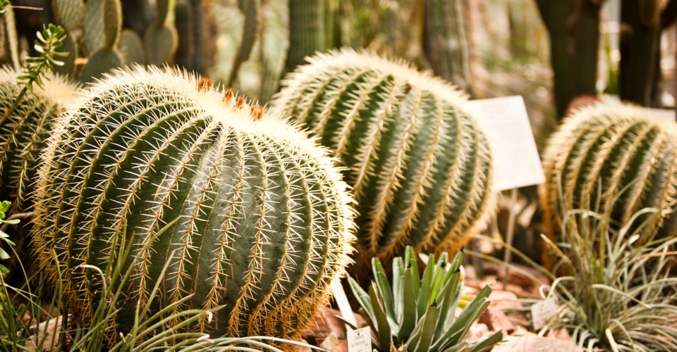 Botanischer Garten_Stadt Jena_J. Hauspurg