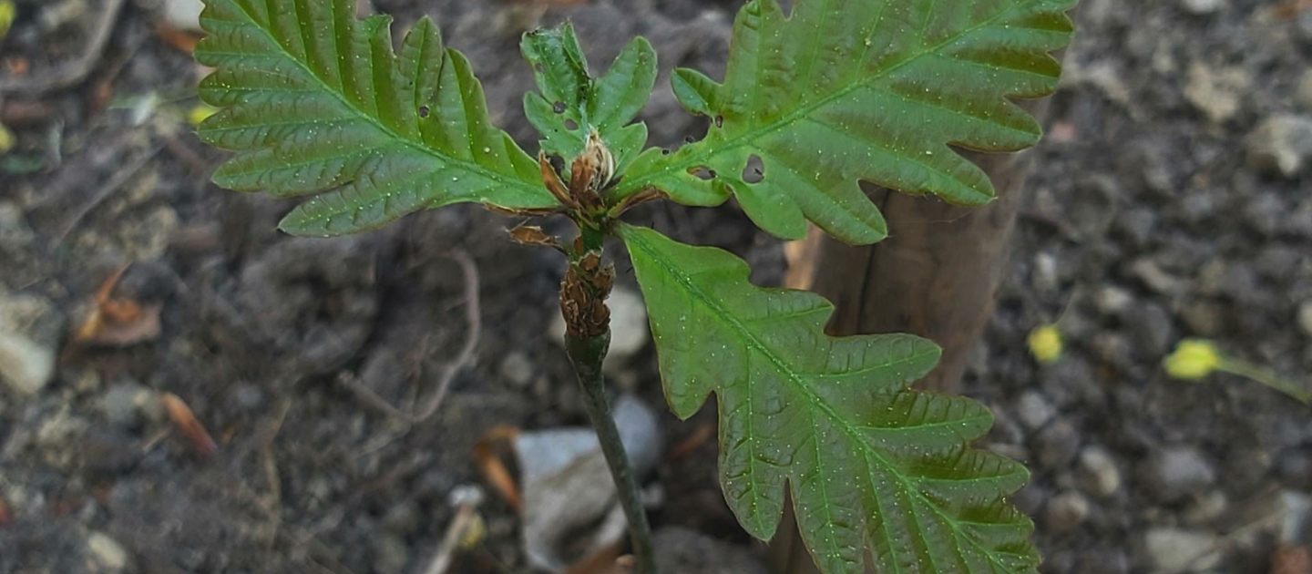 Junge Eiche mit gezackten Blättern wächst aus dunklem Waldboden