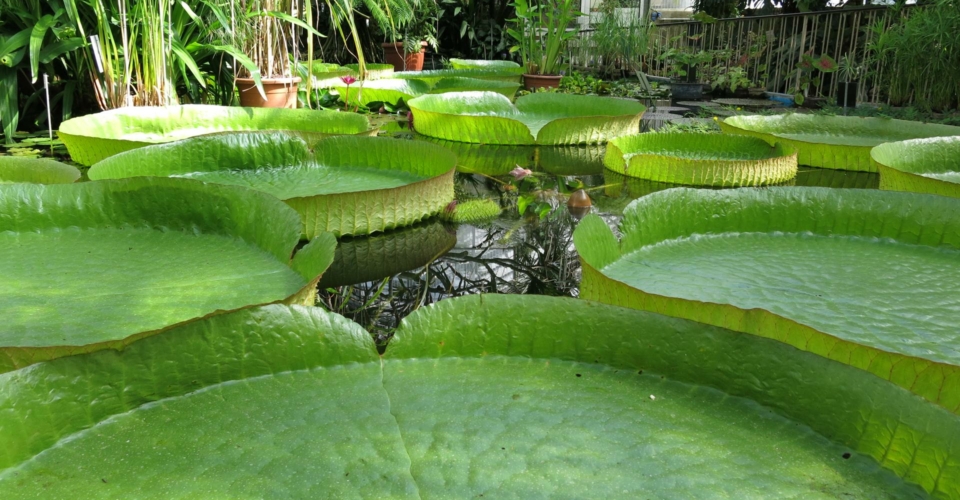 Victoria cruziana_Botanischer Garten Jena