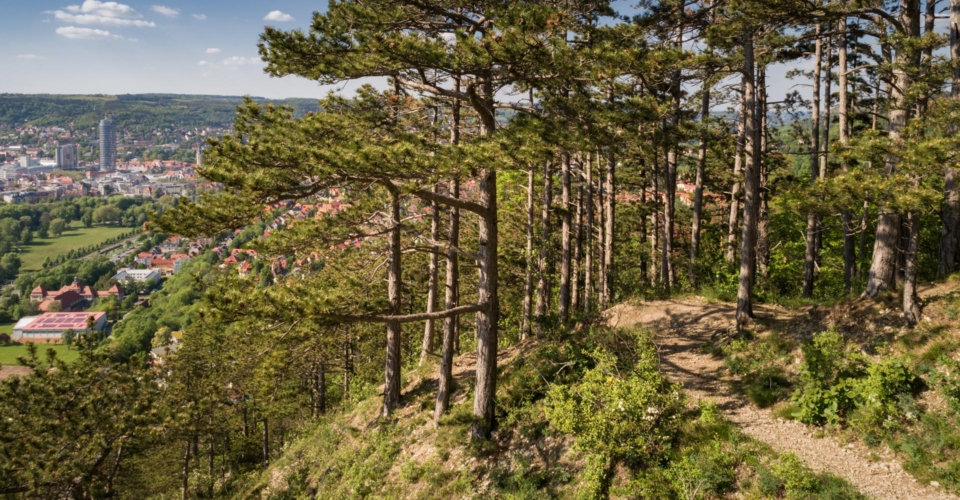 Jena_SaaleHorizontale_Kernberge_Blick auf Stadt Jena_JenaKultur_RomanMoebius