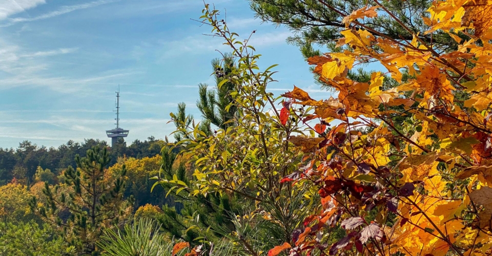 Herbstlicher Blick zum Landgrafen_JenaKultur_K.Schulz Herbstlicher Blick zum Landgrafen_JenaKultur_K.Schulz