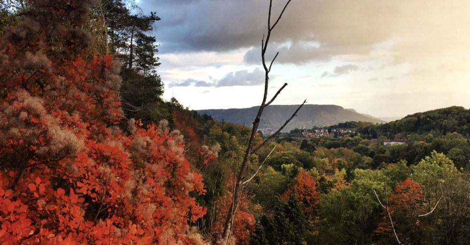 Perückensträucher im Herbst_JenaKultur_K.Schulz Perückensträucher im Herbst_JenaKultur_K.Schulz