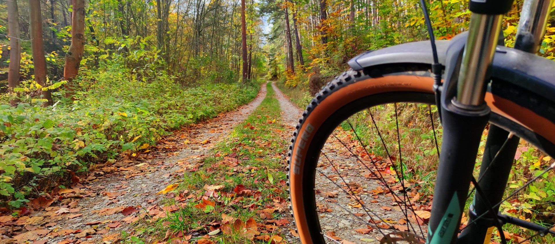 Mountainbike-Reifen auf einem Waldweg mit Herbstlaub in Jena