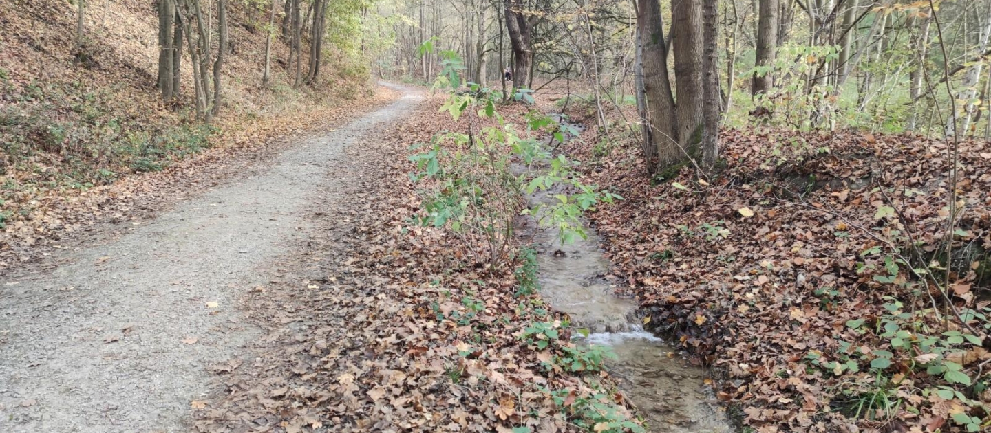 Waldweg in Jena im Herbst mit Laub bedeckt, daneben ein schmaler Bachlauf zwischen Bäumen