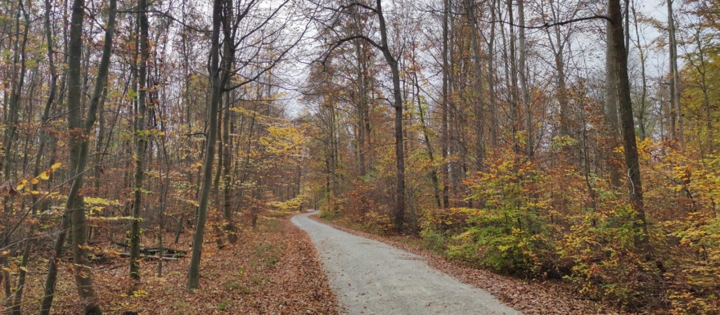Waldweg in Jena im Herbst mit buntem Laub und kahlen Bäumen unter bewölktem Himmel