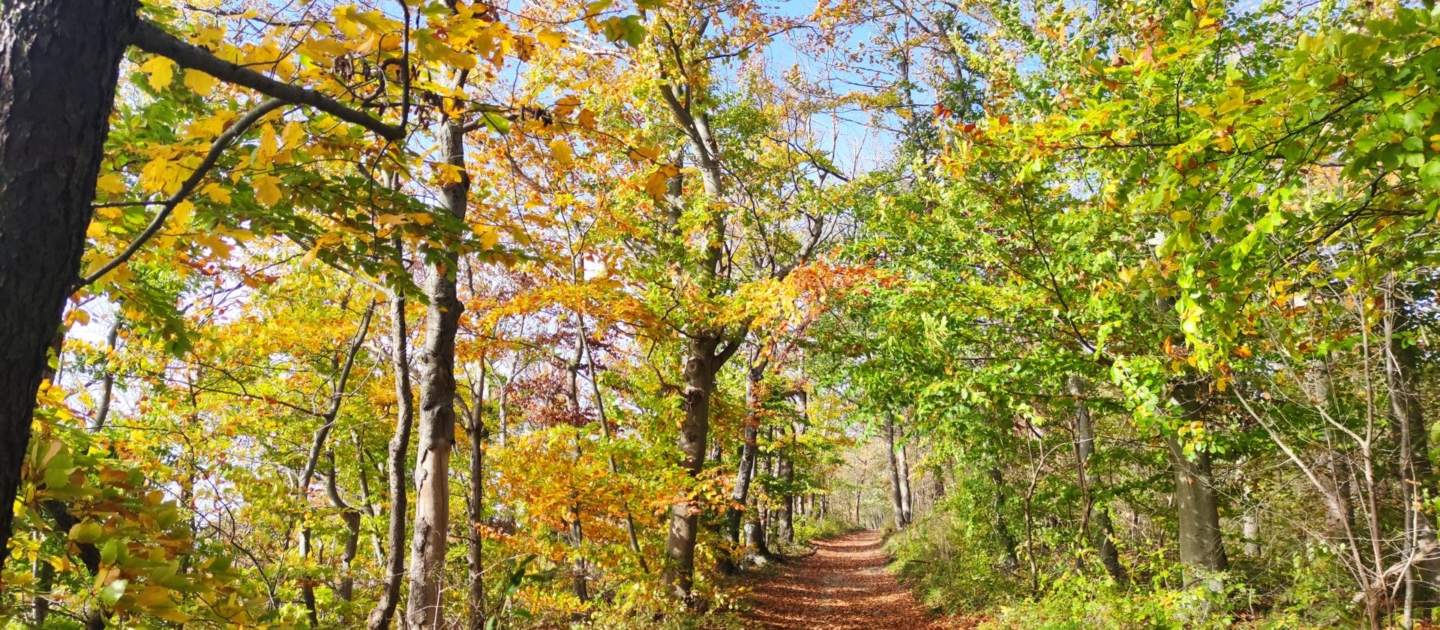 Herbstlicher Waldweg mit buntem Laub in Jena, sonniger Himmel und bunte Bäume entlang des Pfads