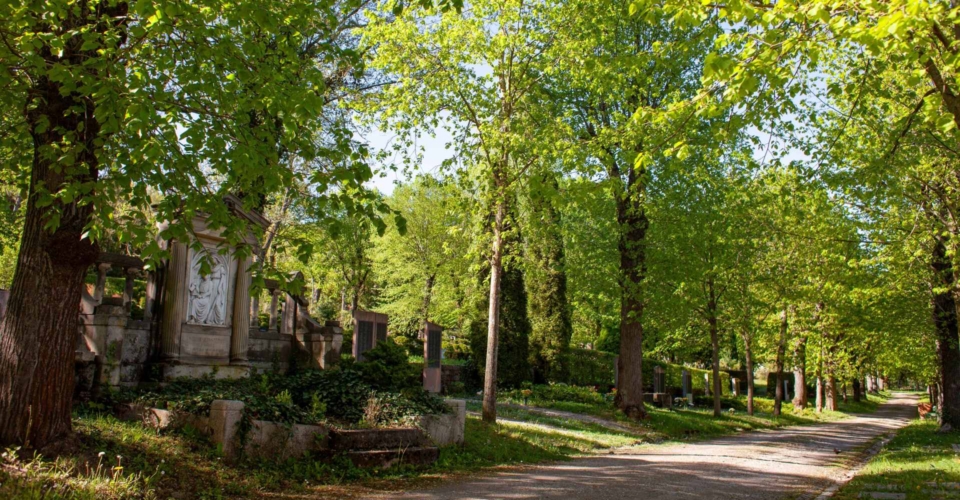 Weg im Nordfriedhof Jena mit Gräbern und hohen Bäumen, die frisches grünes Laub tragen, bei sonnigem Wetter